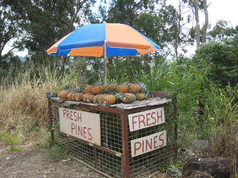 Ananaksia myynnissä tien poskessa maaseudulla lähellä Brisbanea